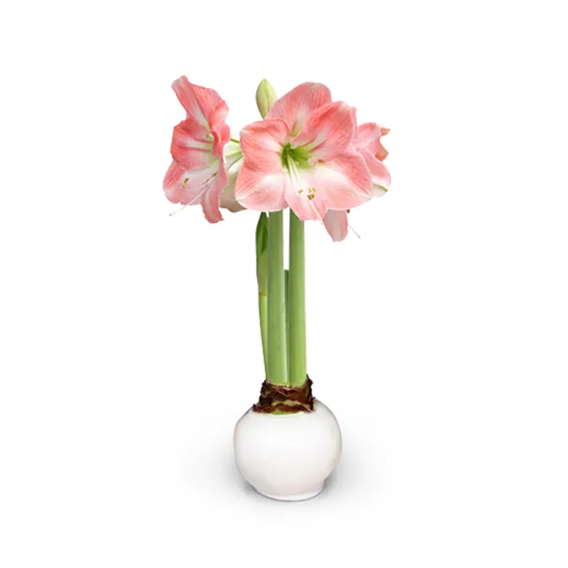 Spring Waxed Amaryllis Bulb‎ with appleblossom blooms