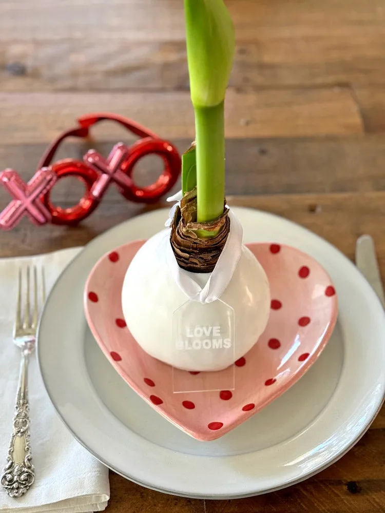 Spring Waxed Amaryllis Bulb‎ with appleblossom blooms