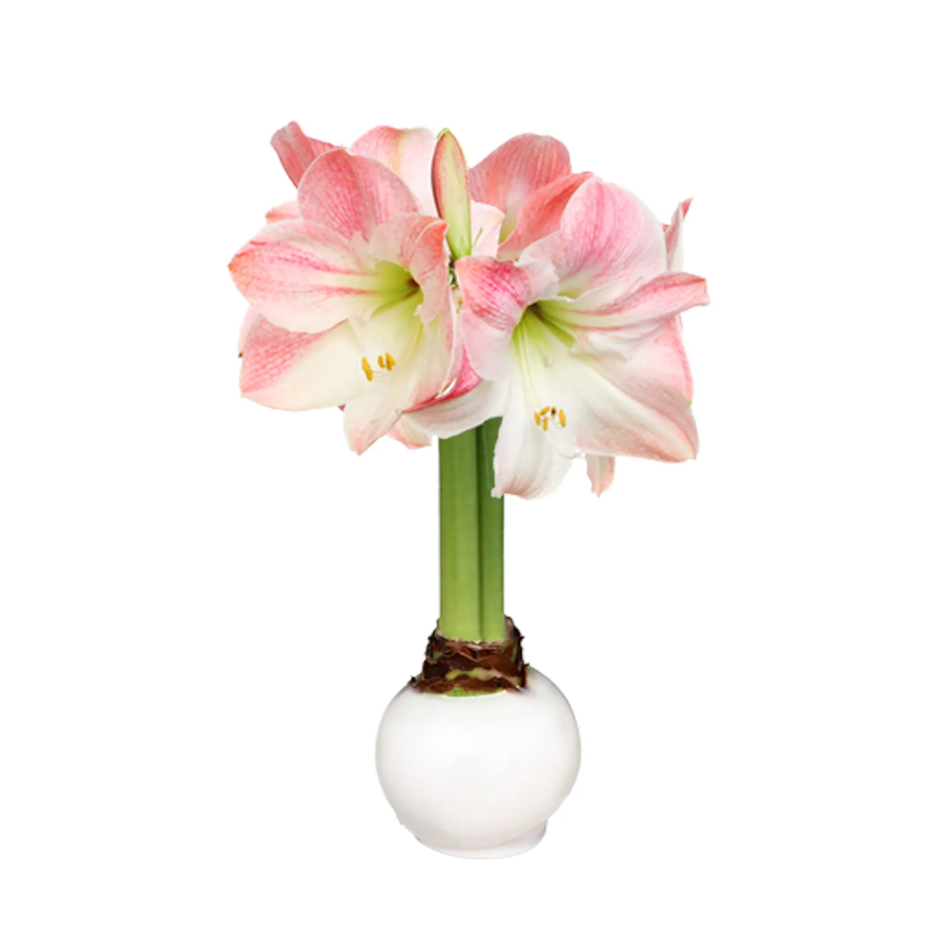 Spring Waxed Amaryllis Bulb‎ with appleblossom blooms